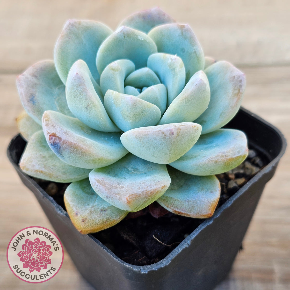 Echeveria 'Ice Green'
