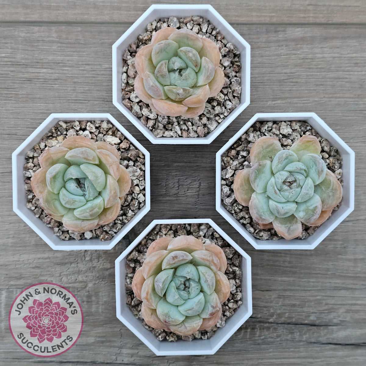 Echeveria 'Ice Lich'