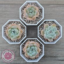 Load image into Gallery viewer, Echeveria 'Ice Lich'