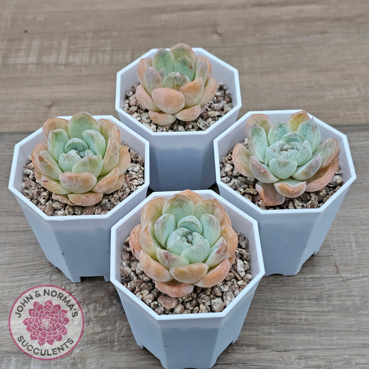 Echeveria 'Ice Lich'