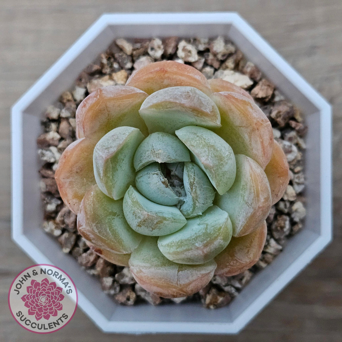 Echeveria 'Ice Lich'