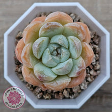 Load image into Gallery viewer, Echeveria 'Ice Lich' - John & Norma's Succulents Australia