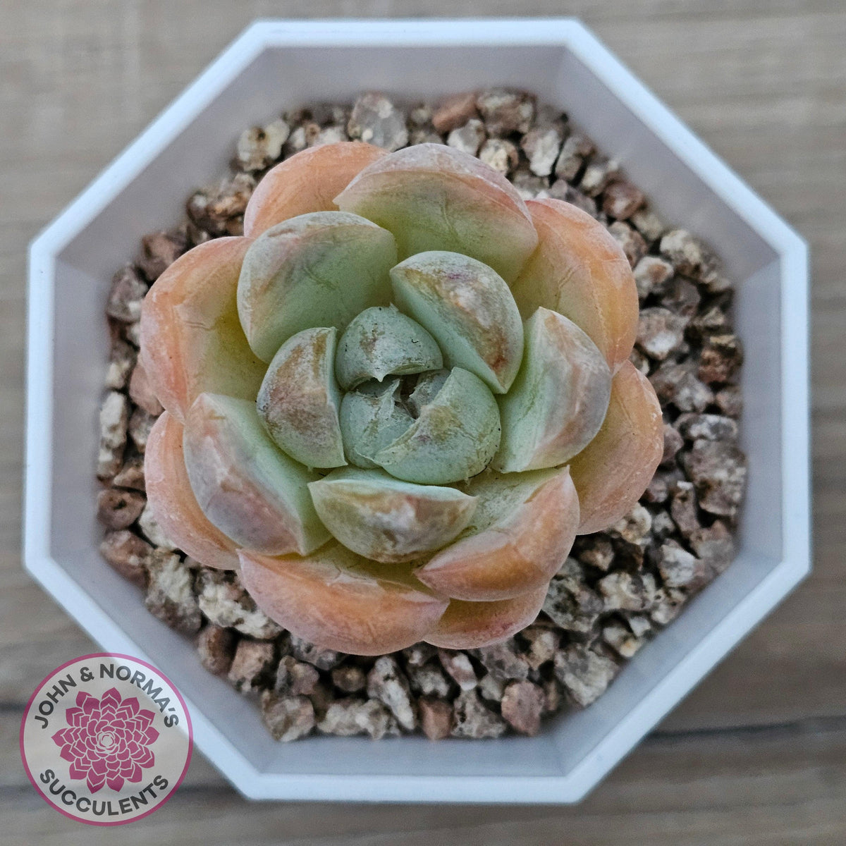 Echeveria 'Ice Lich'