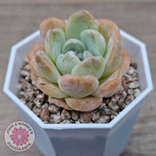 Load image into Gallery viewer, Echeveria 'Ice Lich' - John & Norma's Succulents Australia