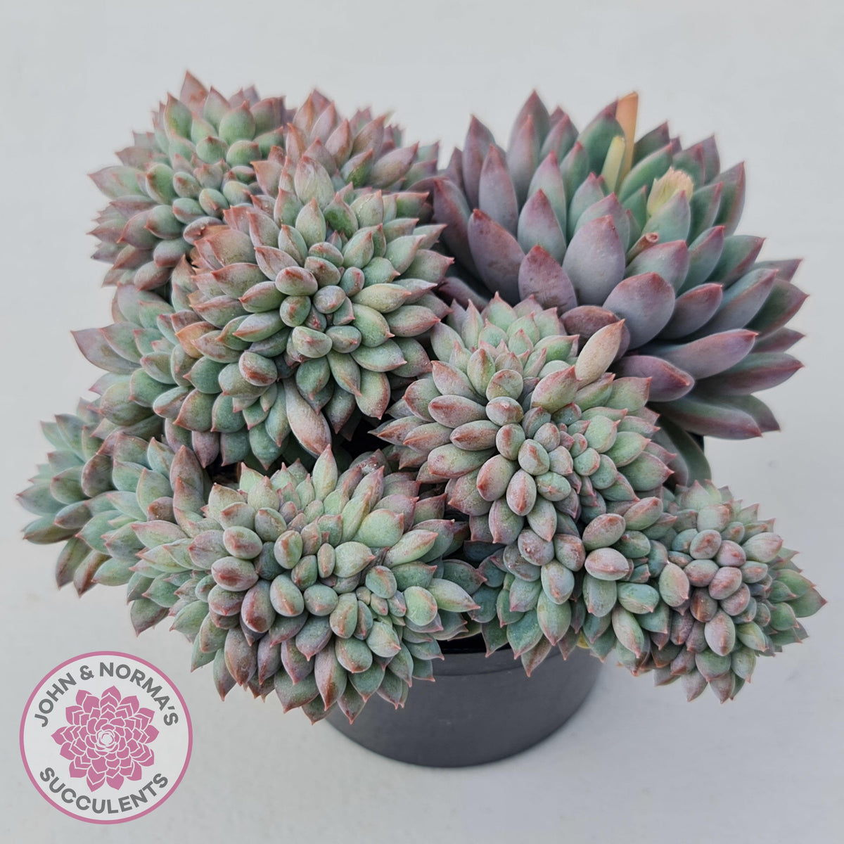 Echeveria 'Ice Princess' crest