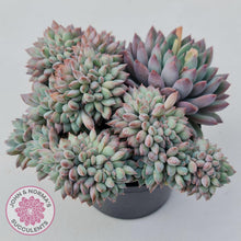 Load image into Gallery viewer, Echeveria 'Ice Princess' crest - John & Norma's Succulents Australia
