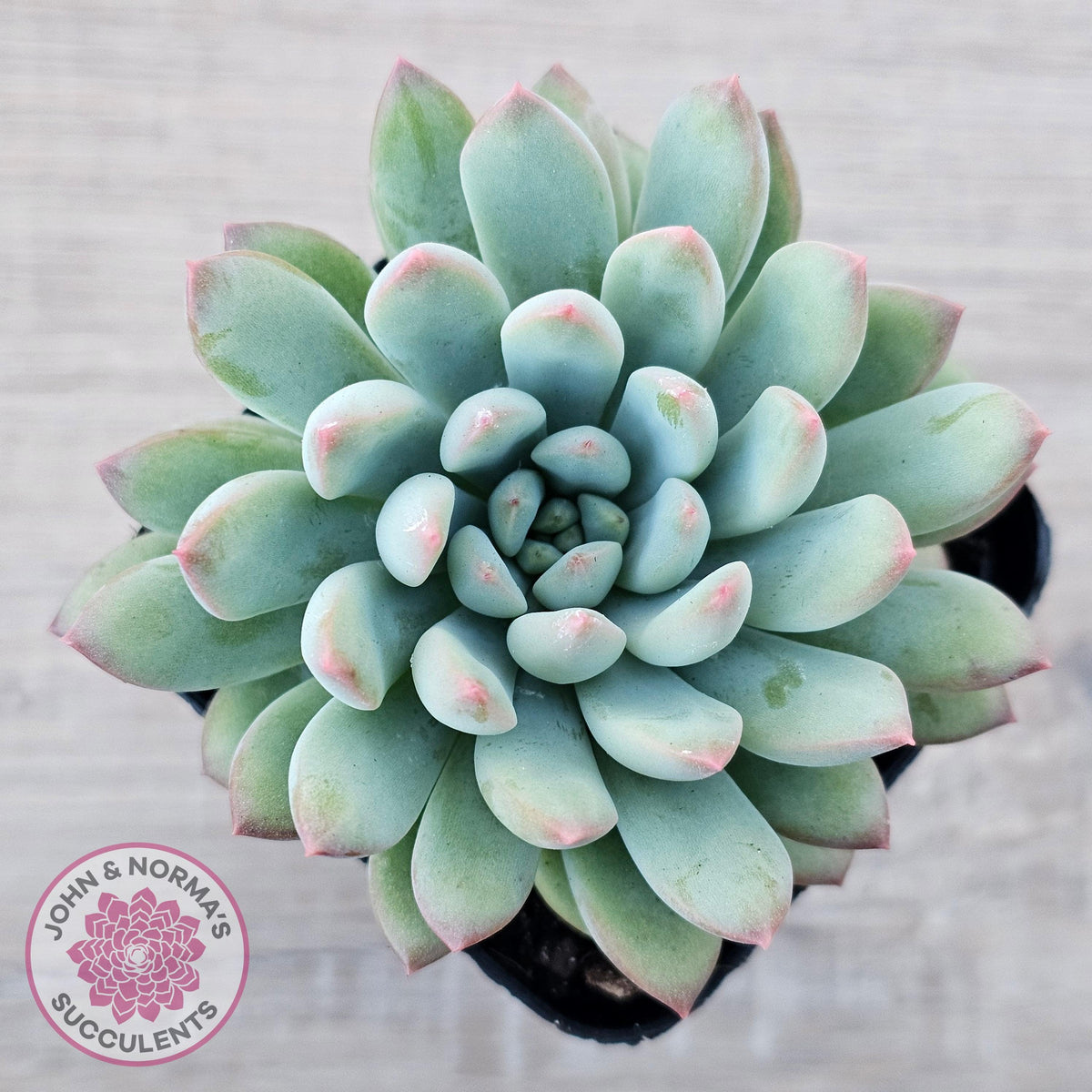 Echeveria 'Ice Princess'