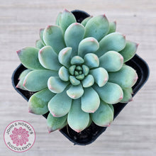Load image into Gallery viewer, Echeveria 'Ice Princess' - John & Norma's Succulents Australia
