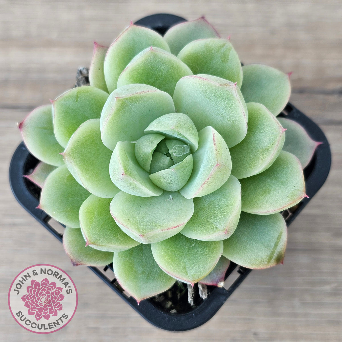 Echeveria 'Ice Queen'