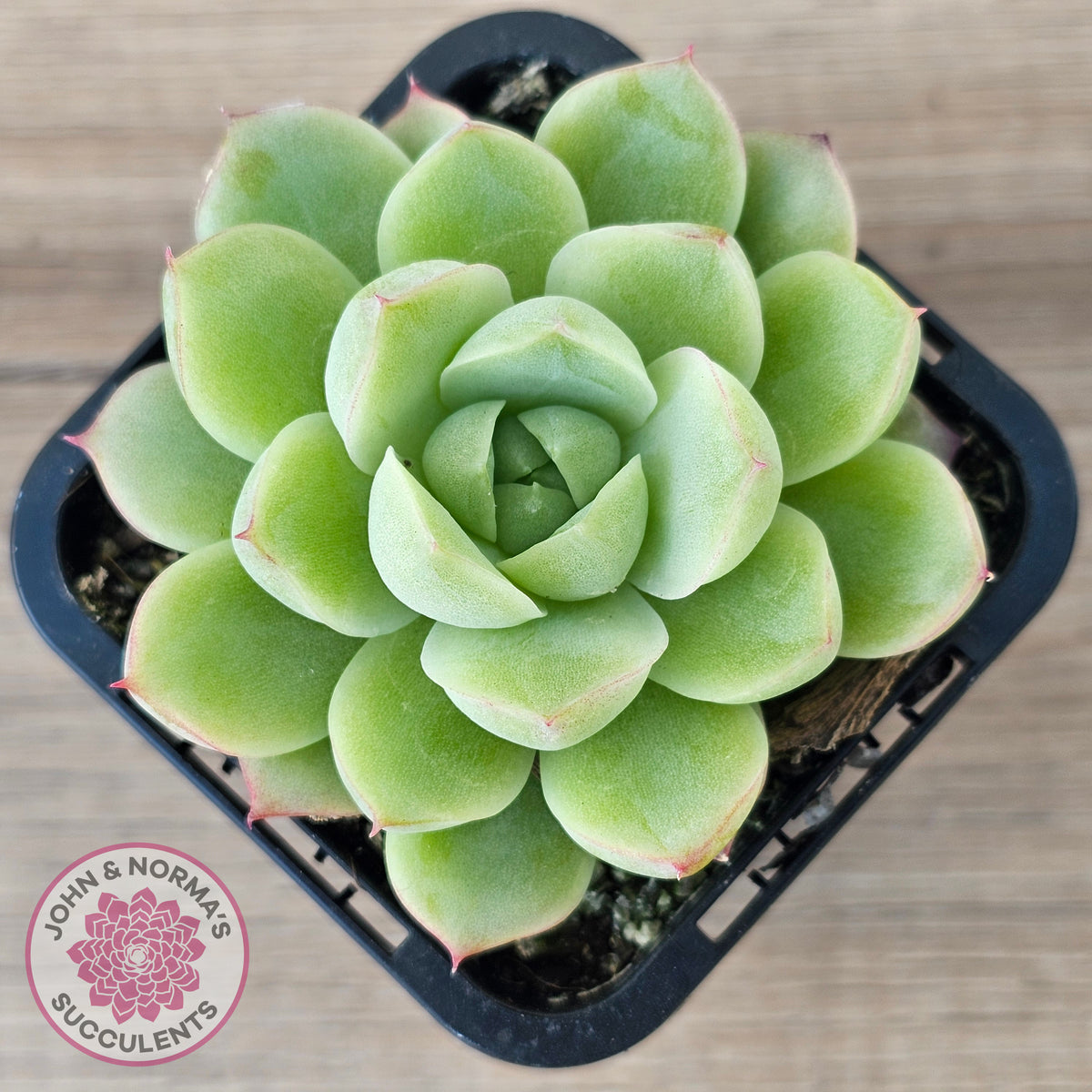 Echeveria 'Ice Queen'
