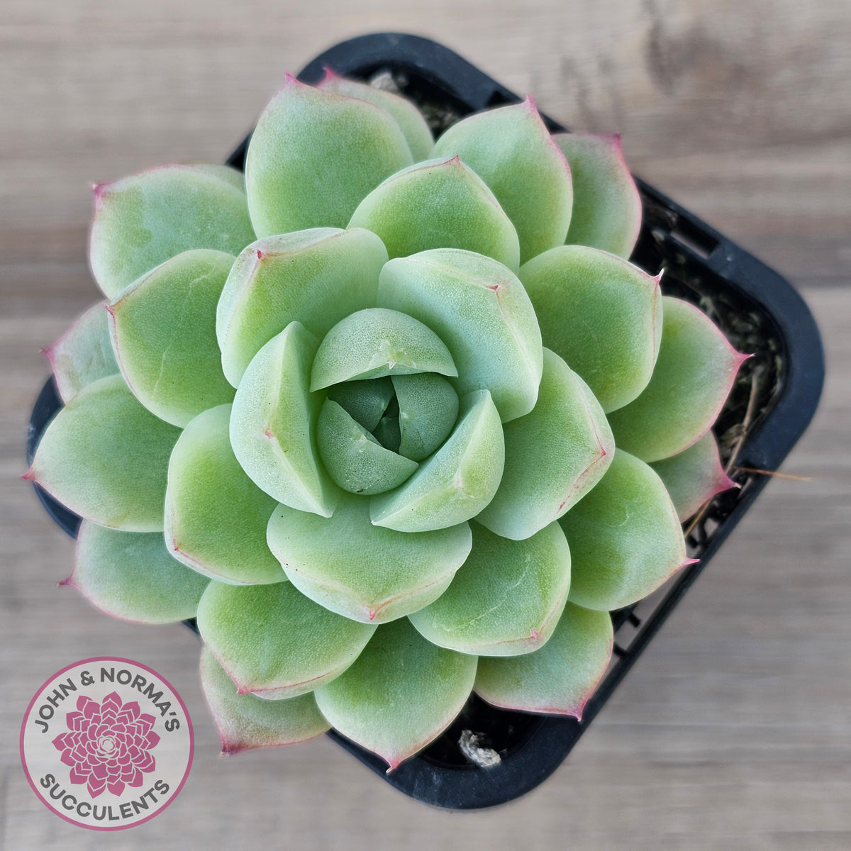 Echeveria 'Ice Queen'