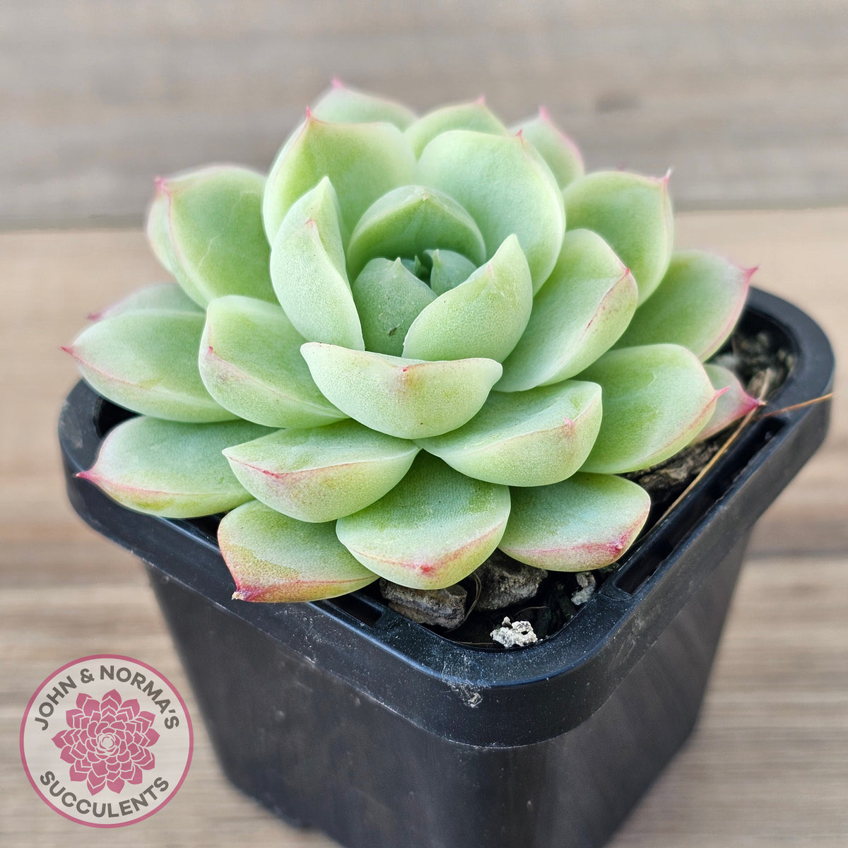 Echeveria 'Ice Queen'