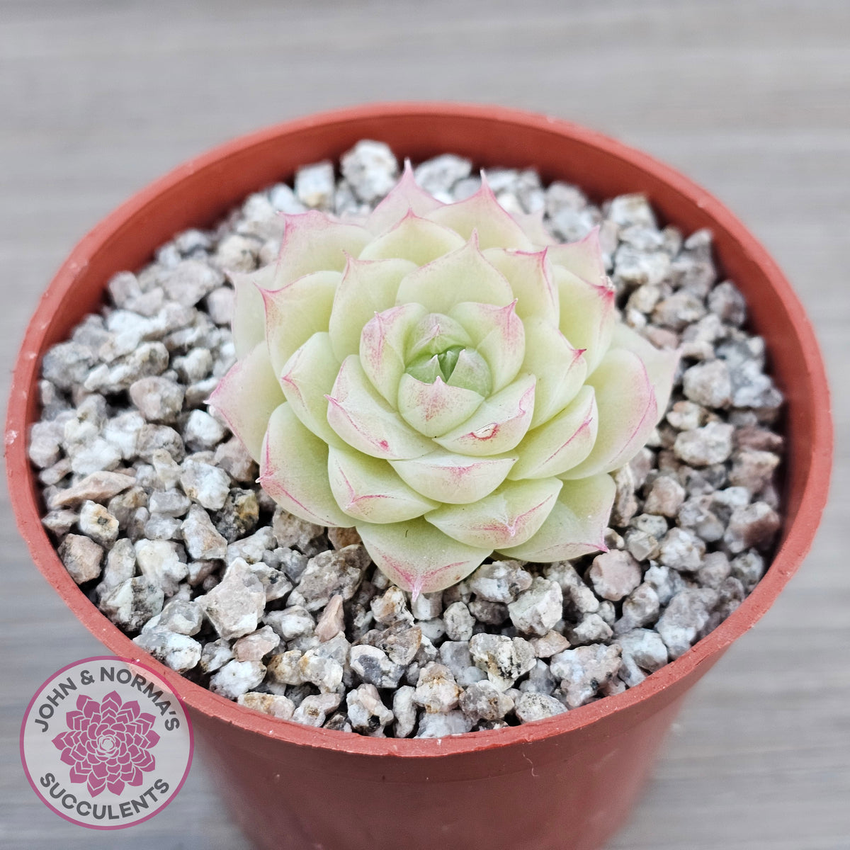 Echeveria 'Ice Queen'