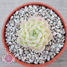 Load image into Gallery viewer, Echeveria 'Ice Queen'