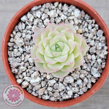 Load image into Gallery viewer, Echeveria 'Ice Queen'