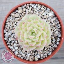 Load image into Gallery viewer, Echeveria 'Ice Queen'