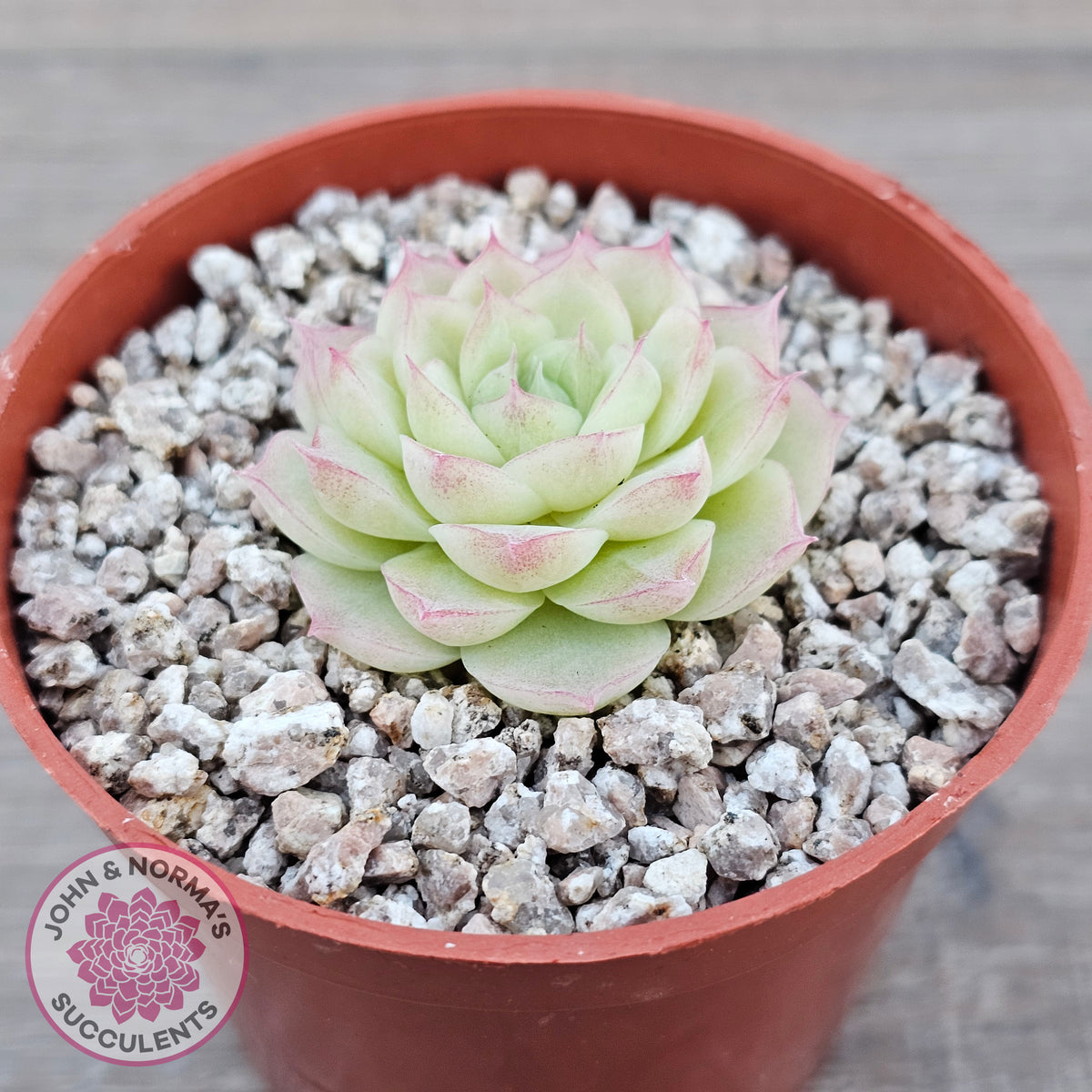 Echeveria 'Ice Queen'