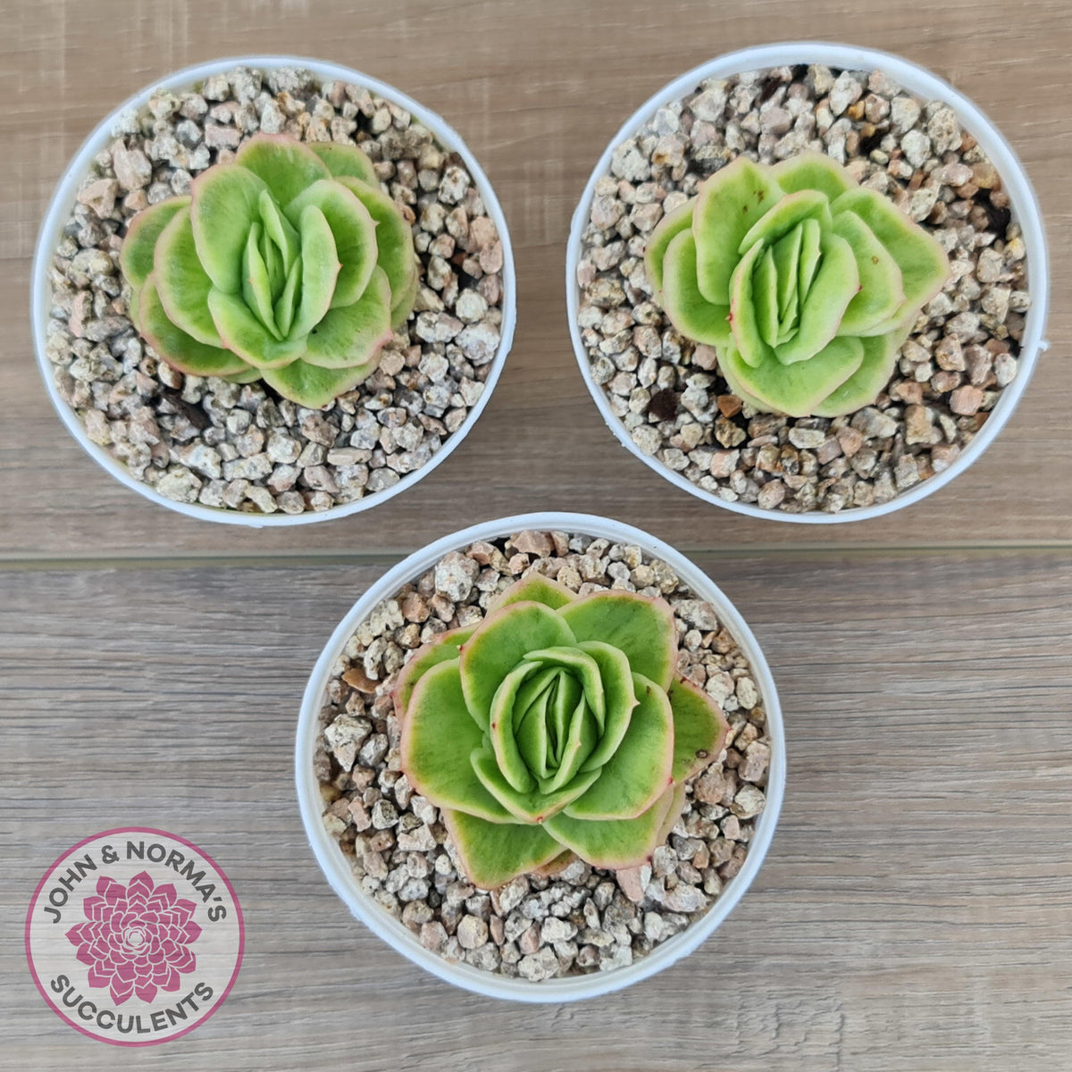 Echeveria 'Ice Rose' Variegated