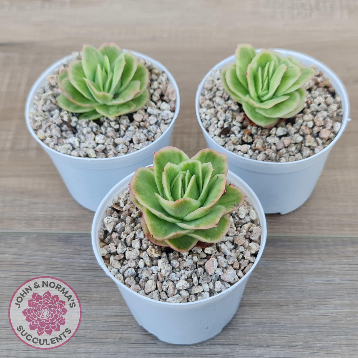 Echeveria 'Ice Rose' Variegated
