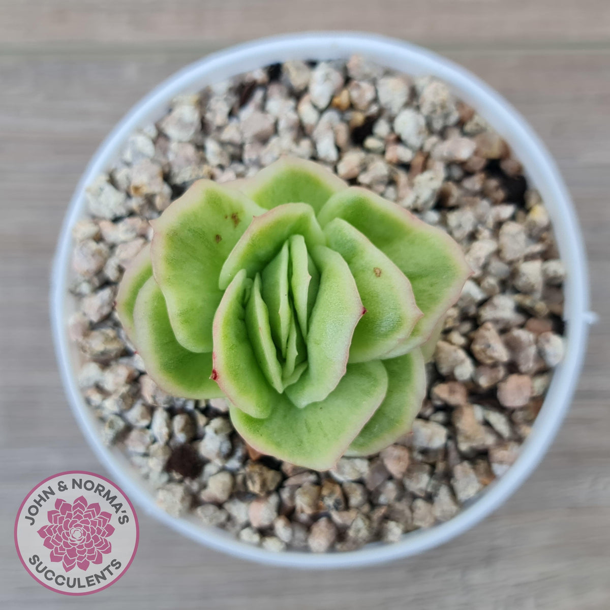 Echeveria 'Ice Rose' Variegated