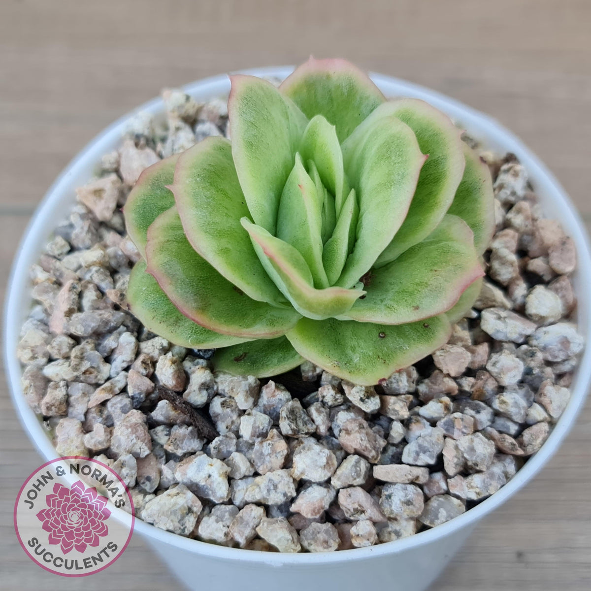 Echeveria 'Ice Rose' Variegated