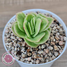 Load image into Gallery viewer, Echeveria 'Ice Rose' Variegated - John & Norma's Succulents Australia