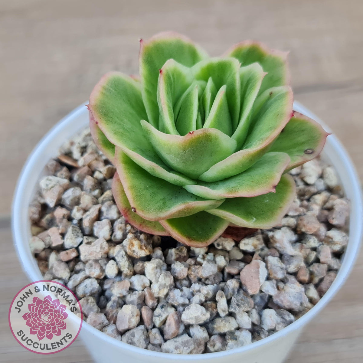 Echeveria 'Ice Rose' Variegated