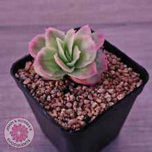 Load image into Gallery viewer, Echeveria 'Ice Rose' Variegated