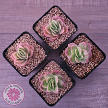 Load image into Gallery viewer, Echeveria 'Ice Rose' Variegated