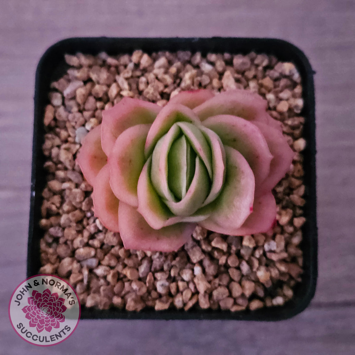 Echeveria 'Ice Rose' Variegated