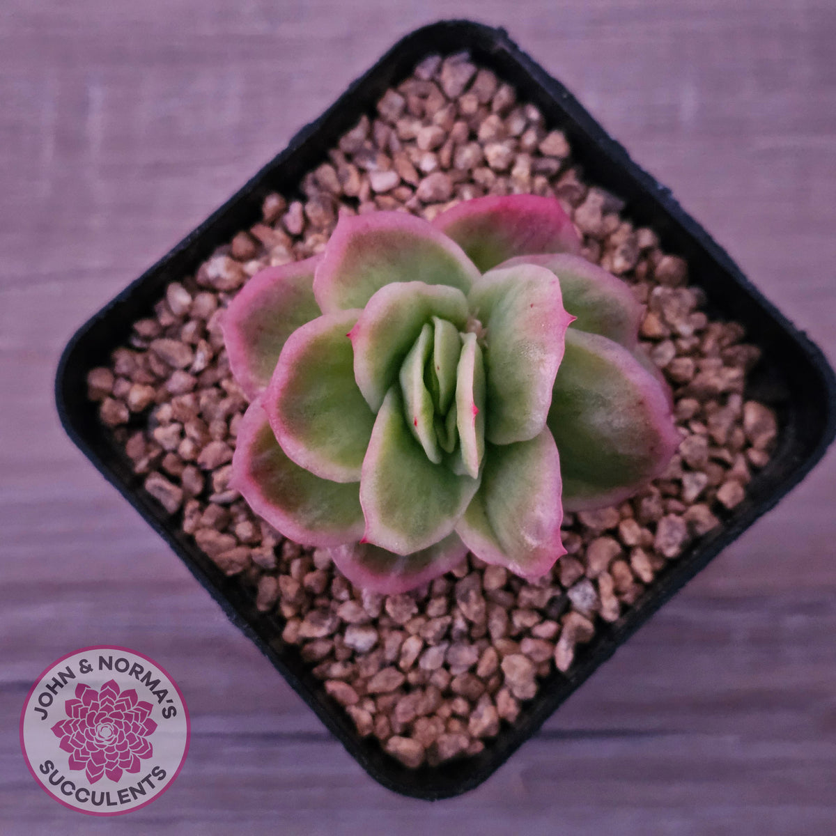 Echeveria 'Ice Rose' Variegated