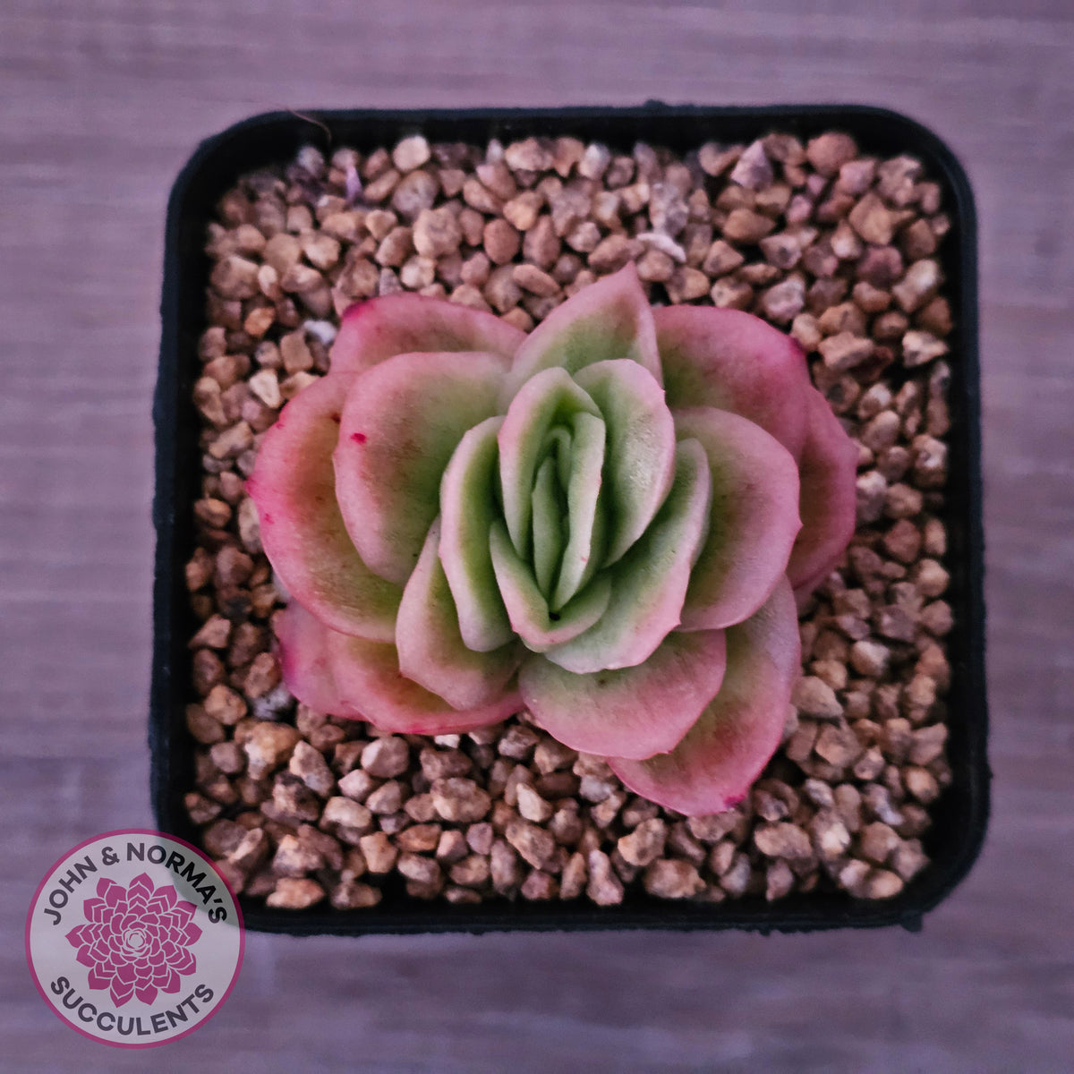 Echeveria 'Ice Rose' Variegated