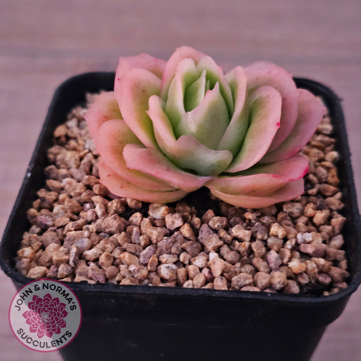 Echeveria 'Ice Rose' Variegated