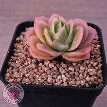 Load image into Gallery viewer, Echeveria 'Ice Rose' Variegated