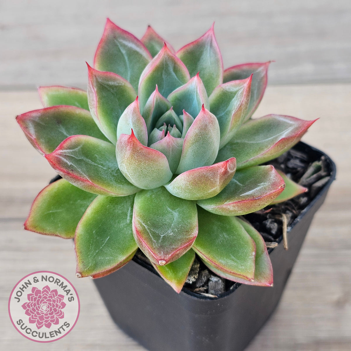 Echeveria 'Iceberg Queen'