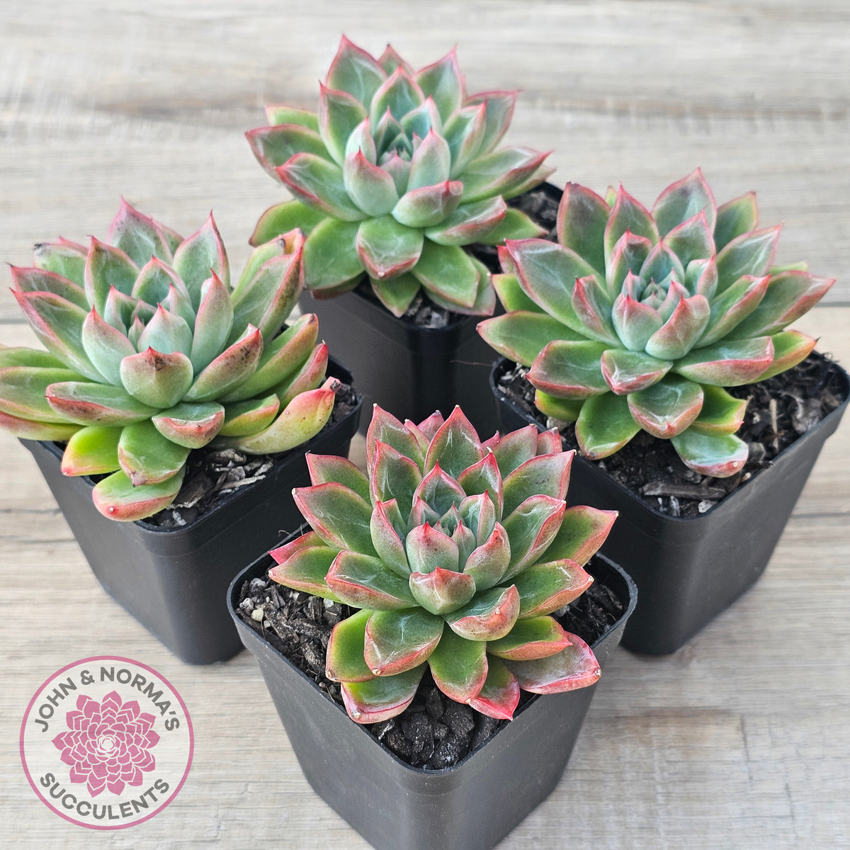 Echeveria 'Iceberg Queen'