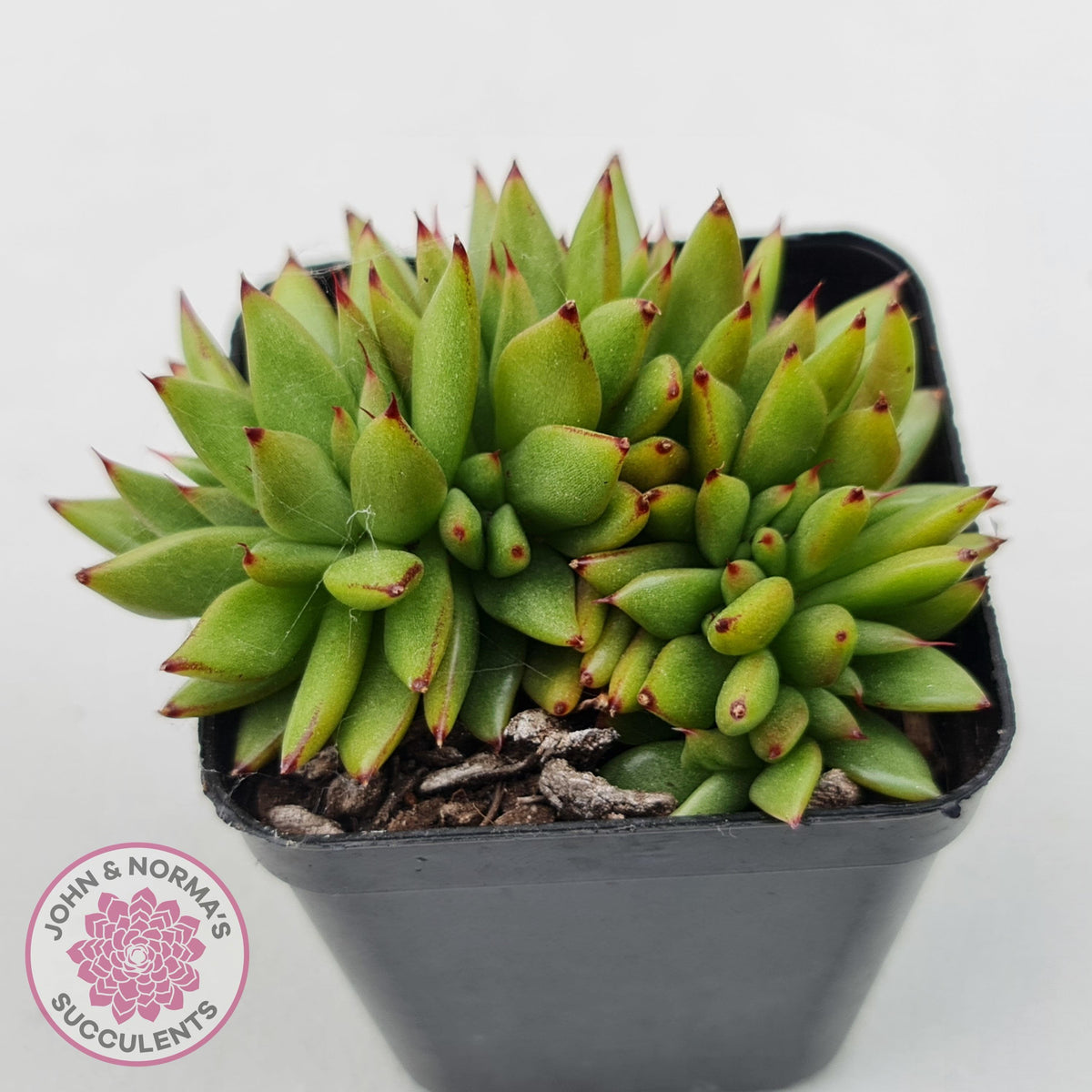 Echeveria agavoides 'Ike Soul' Crest