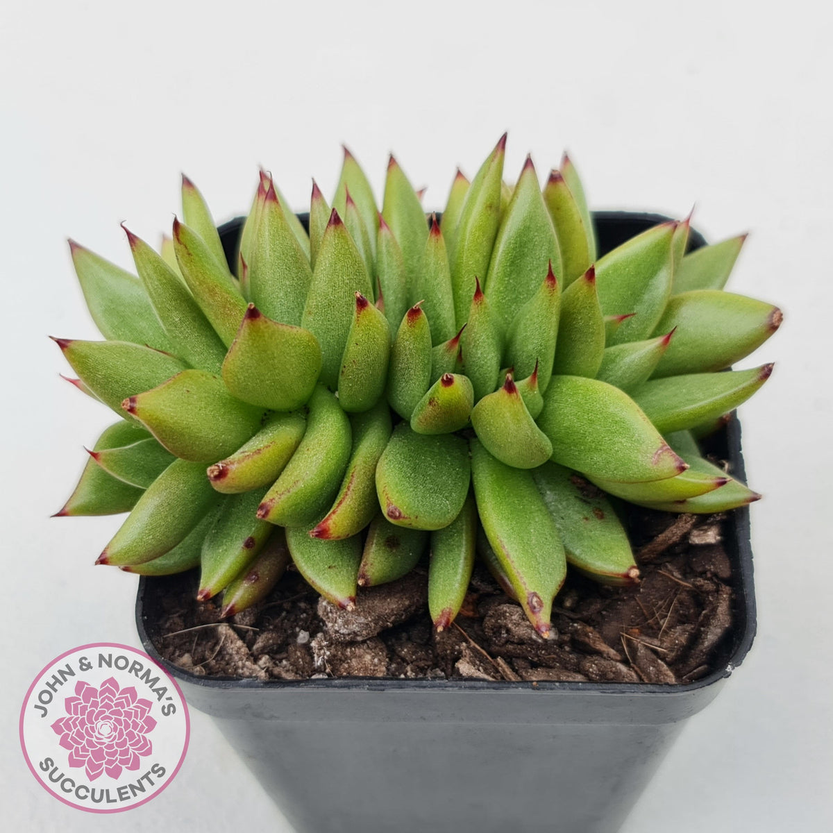 Echeveria agavoides 'Ike Soul' Crest
