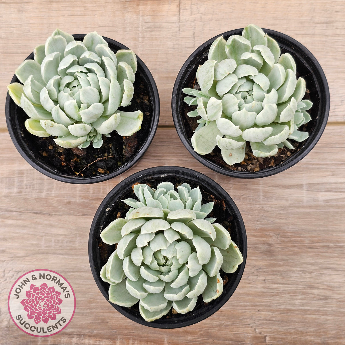 Echeveria 'Iria' Variegated (w pups)