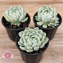 Load image into Gallery viewer, Echeveria 'Iria' Variegated (w pups)