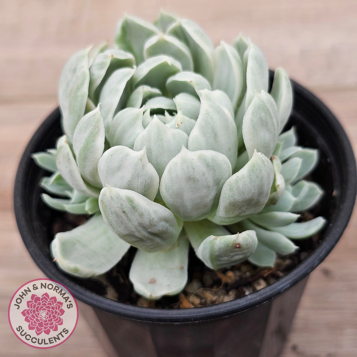 Echeveria 'Iria' Variegated (w pups)