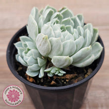 Load image into Gallery viewer, Echeveria 'Iria' Variegated (w pups)