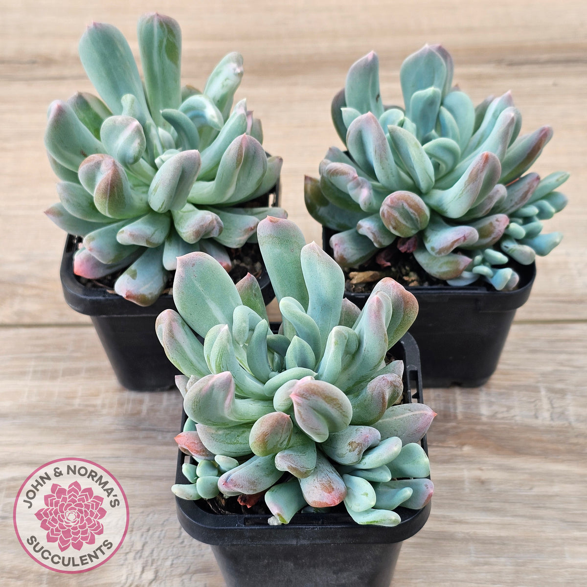 Echeveria 'Irish Mint' Monstrose