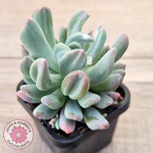 Load image into Gallery viewer, Echeveria 'Irish Mint' Monstrose