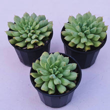Load image into Gallery viewer, Echeveria 'Irish Mint'