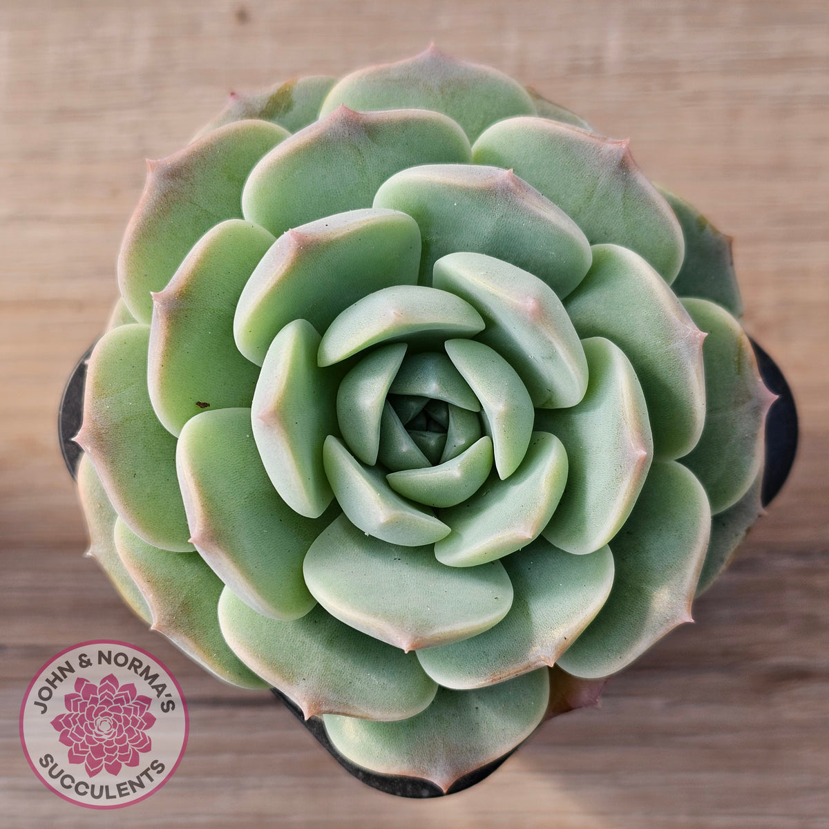 Echeveria 'Jade Kylin'