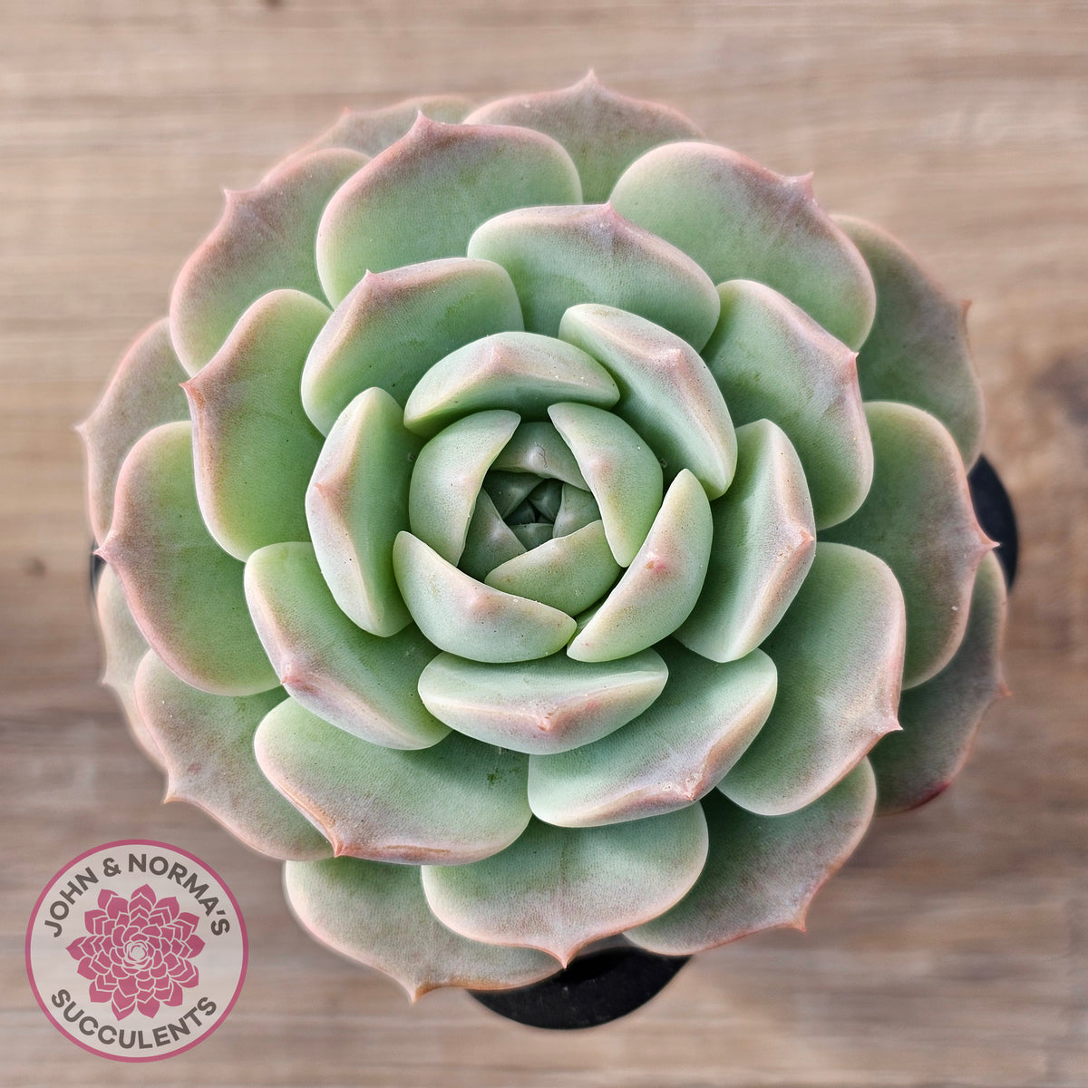 Echeveria 'Jade Kylin'