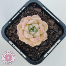 Load image into Gallery viewer, Echeveria 'Jade Kylin' - John & Norma's Succulents Australia
