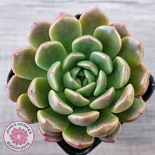 Load image into Gallery viewer, Echeveria 'Jade Orange'