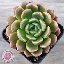 Load image into Gallery viewer, Echeveria 'Jade Orange'